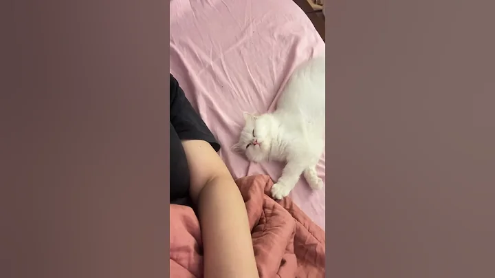 Video 10302401: persiancat cat kitten funny, persiancat sleeping