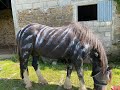 Produits naturels pour chevaux fabriqués en Normandie
