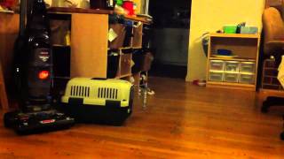 Famous My cat has anger issues Net Worth