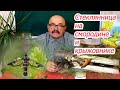 Смородиновая  стеклянница -  не приговор!