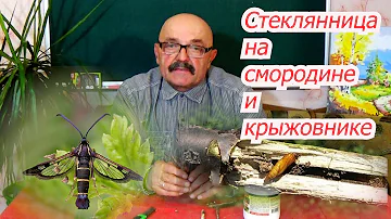 Смородиновая  стеклянница -  не приговор!