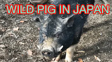 Wild pig in japan or baboy damo sa pinas||madiskarteng pinoy vlog #ofwjapan #proudfarmer #madiskarte