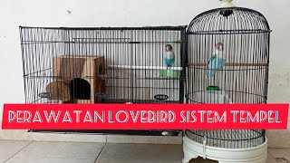 Perawatan Lovebird Sistem Tempel