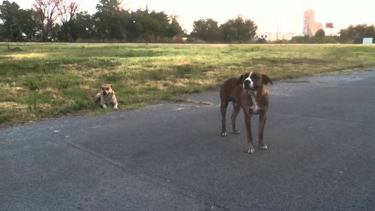 petco hours Tony and Elsa. July 2012. East St. Louis