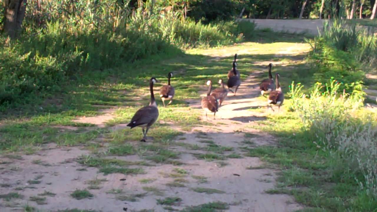 Palmyra Cove Nature Park 31.MP4