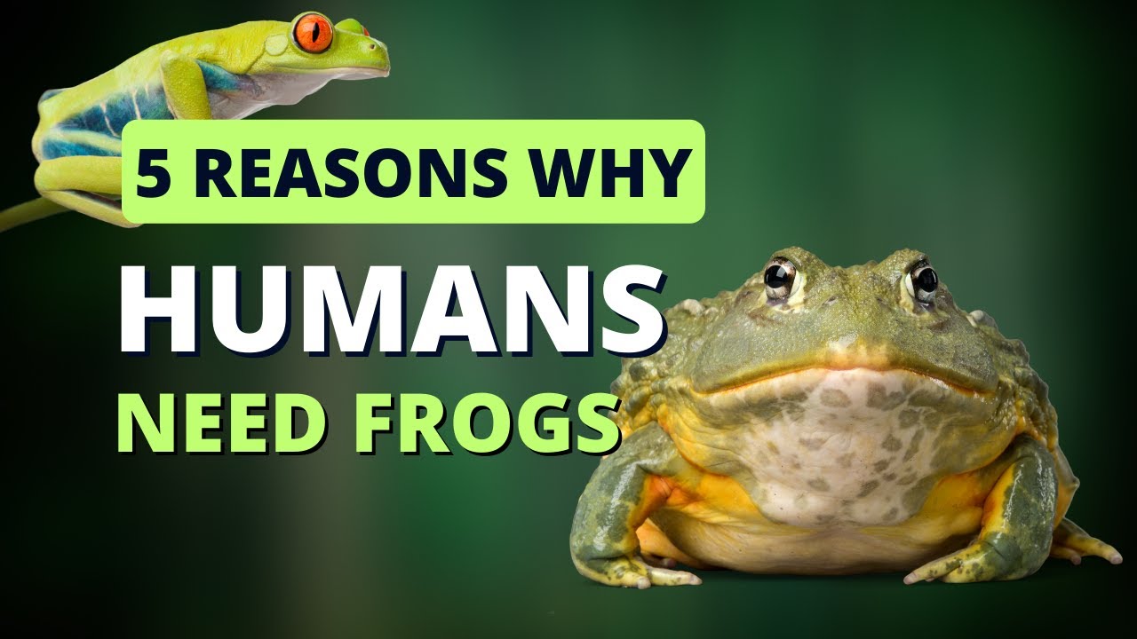 5 REASONS WHY HUMANS NEED FROGS We Can't Live Without Them!! YouTube