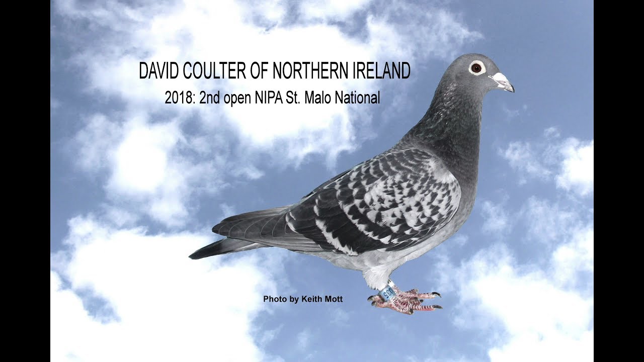 Video 382: David Coulter of Northern Ireland: Premier Pigeon Racer
