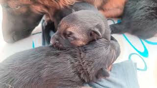 German shepherd puppies opened their eyes for the first time. Puppies Day 10 mini vlog.