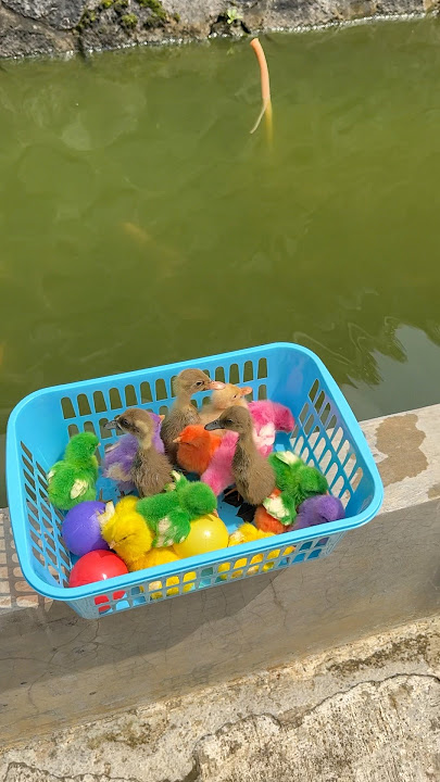 Cute ducks and colorful chickens ask to play in the pond