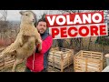 QUATTRO nuove PECORE al PODERE