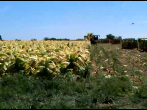 Tobacco Harvester, Henry County Kentucky, Mark Roberts Farm