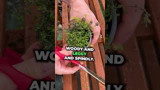Have you pruned back your Thyme? Nervous about doing so?  If this video helps  please like!