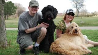 How to Take Care of a Giant Schnoodle? How long does a Giant Schnoodle live?
