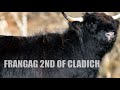 LOT 41 - FRANGAG 2ND OF CLADICH - HIGHLAND HEIFER