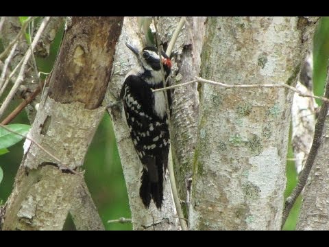 Hairy Woodpecker Call