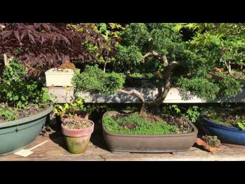 Vidéo: Corsican Mint Plants - Cultiver de la menthe corse dans les jardins