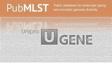 BLAST searching on PubMLST.