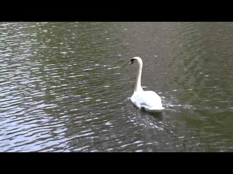 Swans in Canal