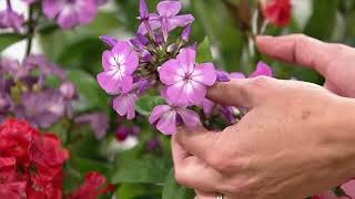 Roberta's 3-Piece Early to Bloom Tidy Garden Phlox on QVC