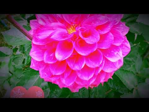 『Winter,again』GLAY / cover by MAFUYU