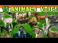 15 Animal's Sound Man. Meet this incredible man. The King of Voice.