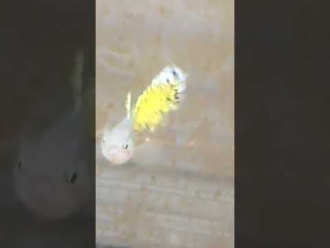 camera iphone 8 plus apk New guppy Fry/live aqaria shipment