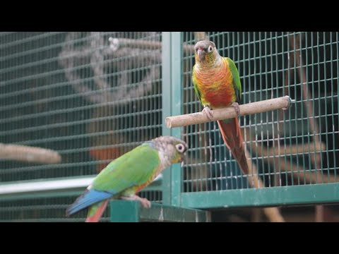 Vidéo: Comment mettre en place une cage à oiseaux pour un cockatiel, une perruche ou un perroquet