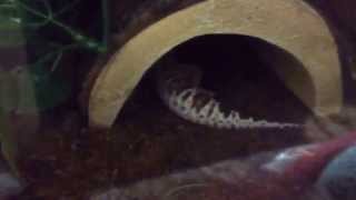 A Day in the Life of 4 Leopard Geckos