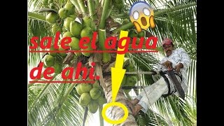 ¿Donde sale el agua que esta dentro del Coco?