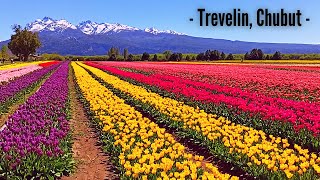 Campos de tulipanes en la Patagonia | Trevelin, un pueblo galés en Chubut