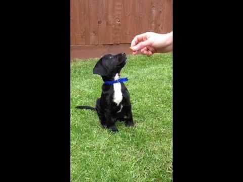 Cocker Spaniel & Jack Russel Mixed Breed
