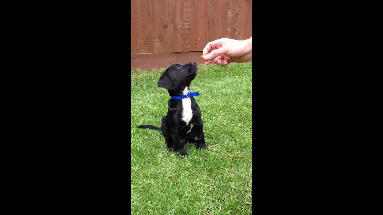 jack russell x spaniel