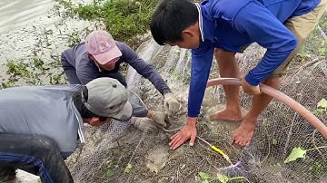 MÙA NƯỚC NỔI • Săn Bắt Kiểu Gì Cũng Trúng Đậm • Catch Mouses| Bông Lúa Đồng Tháp