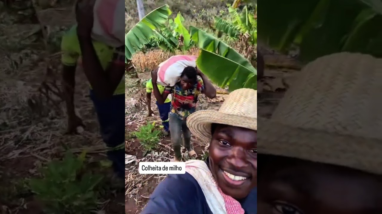 Chegou o tempo de colheita #moçambique #joselino #noticias