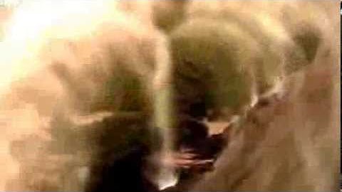 Thác nước chảy ngược ở Australia