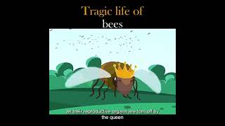 Tragic Life of Bees