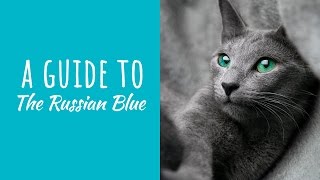 A Guide To The Russian Blue Cat by Backyard Cat Enclosures 3,286 views 7 years ago 48 seconds