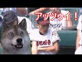 甲子園のチアガールGIFは良いものだ（´・ω・｀）