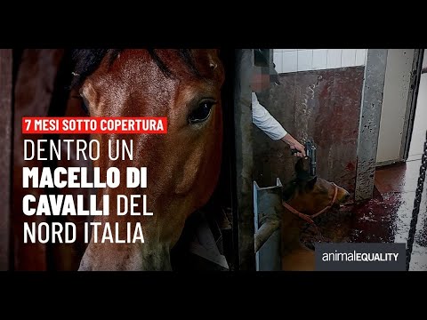 Oltre 250mila firme per dire basta alla macellazione dei cavalli: l’Italia chiede lo status di animali d’affezione
