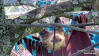 Baby sloths get collected from the hammock  04/22/24  SlothTV via explore.org