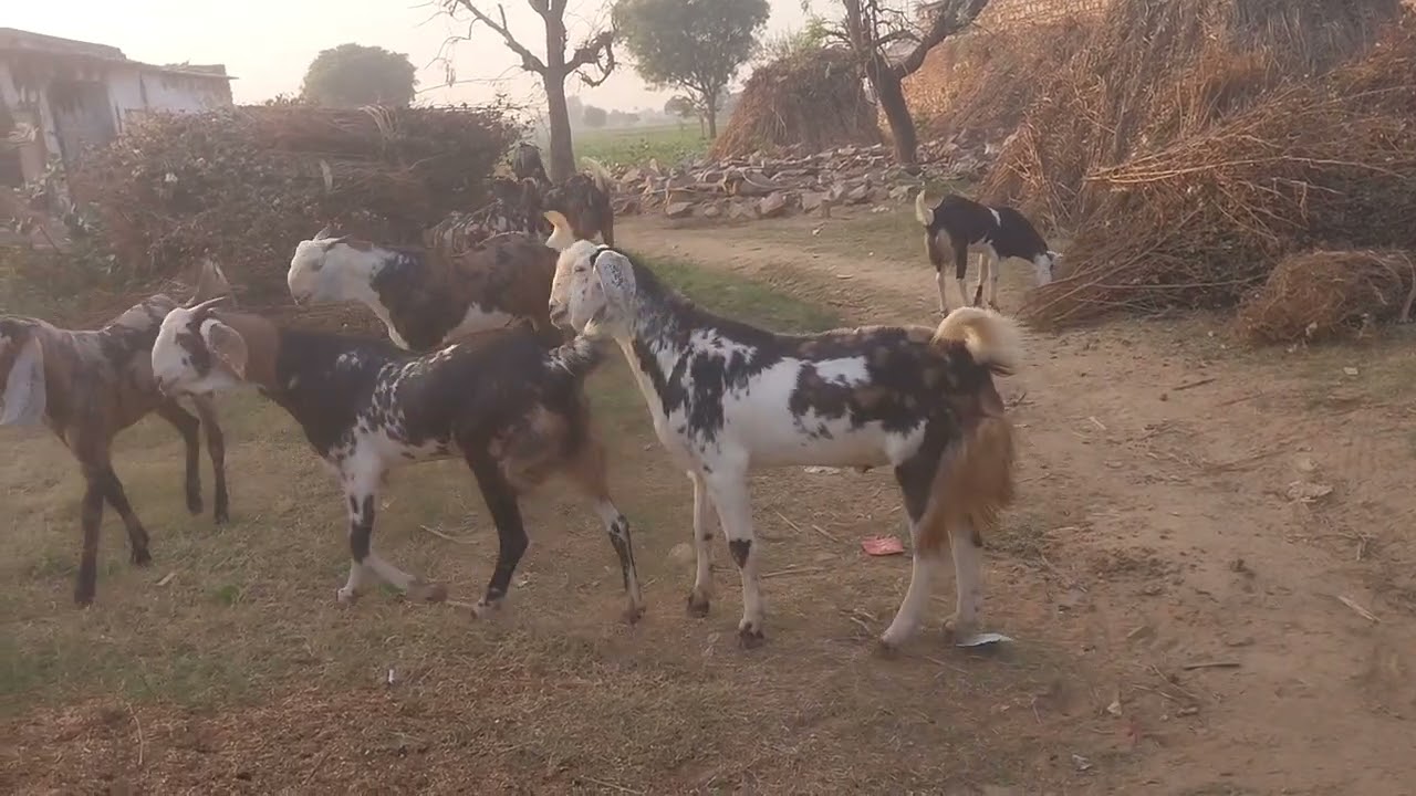  Gujrat ka mal sal ka ly masa alla