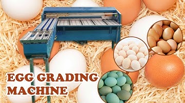 Automatic Egg Grading Machine | Complete Egg Grading Process | Egg Grader in China