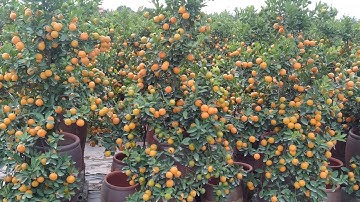 Quất Tết 2023 quất dù 50 cây siêu chất quả sai, quất cảnh Hưng Yên giá quất tết 2023 tại vườn