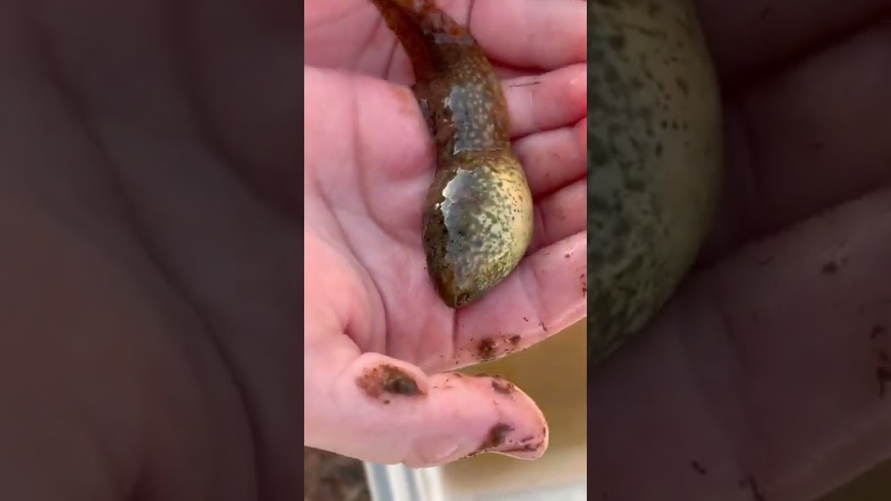 Bullfrog Tadpoles