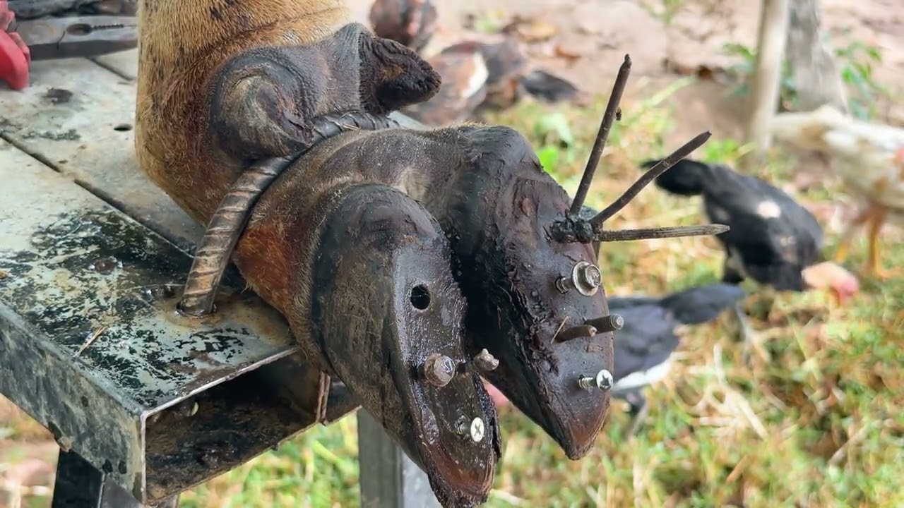 Cleaning TV cow Cut, Trim, and Cleaning Screw Nails !!