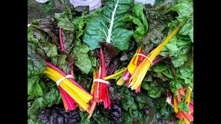 Preserving Swiss Chard | Putting Food Away for the Winter