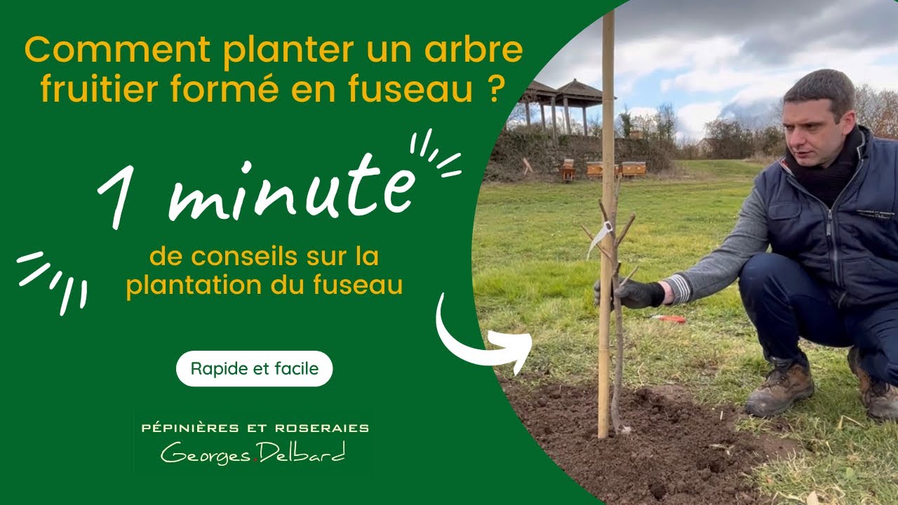 Comment planter un arbre fruitier ?