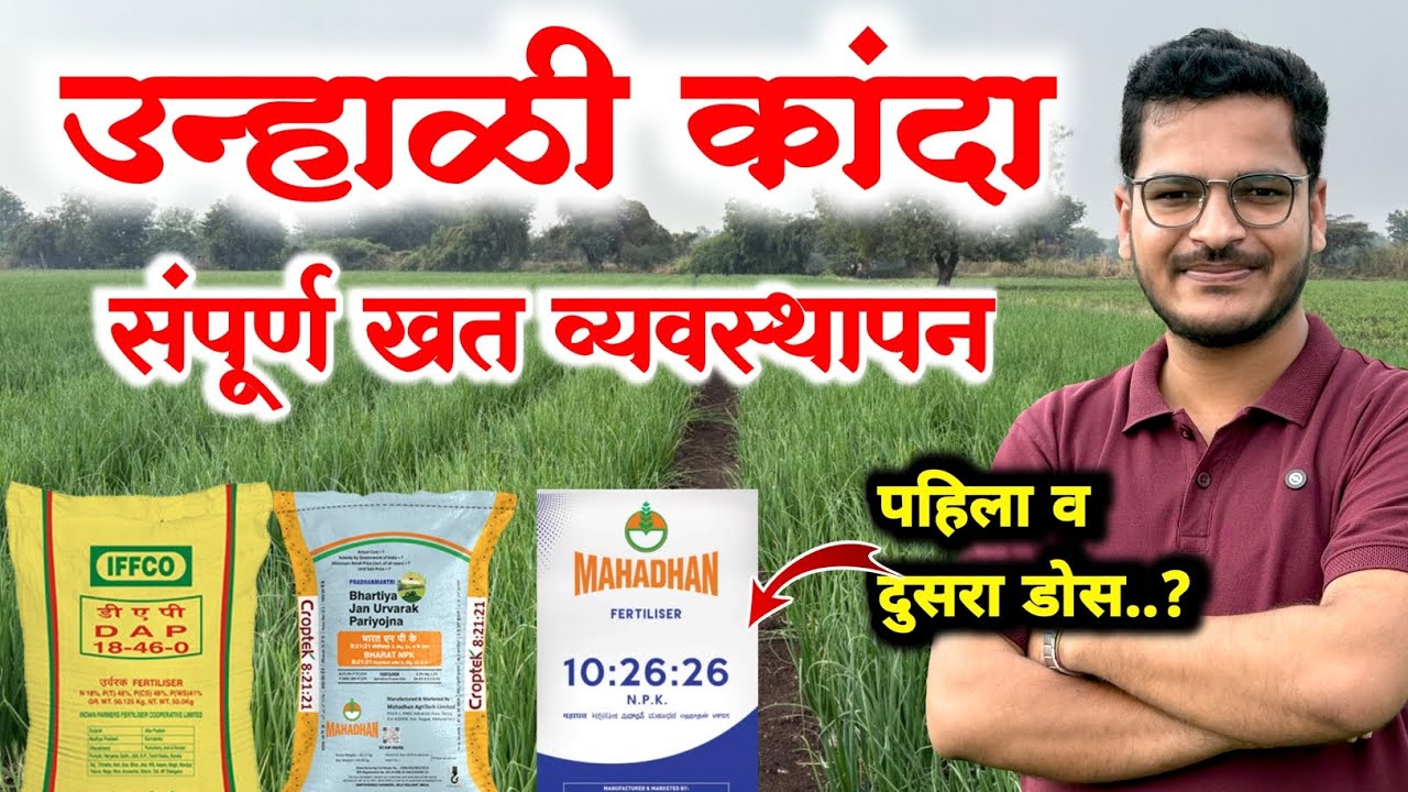 उन्हाळी कांदा संपूर्ण खत व्यवस्थापन / Kanda Khat vyavthapn