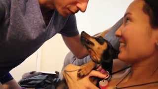 Jealous Dog Gets Upset | Growls at Couple Kissing