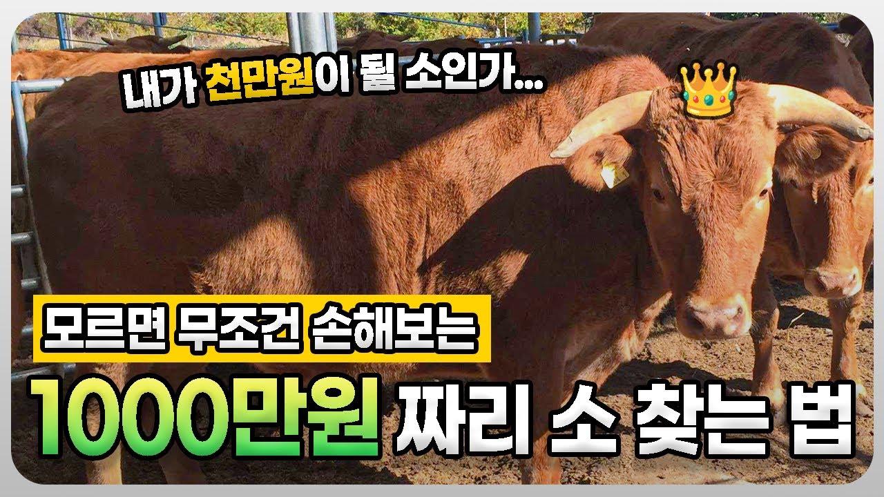 키우소TV🐮#4|우시장에서 1000만원짜리 소 찾는 방법은 따로 있다 - YouTube